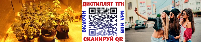 Купить где  Рошаль  ТГК THC oil 